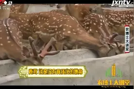 鹿茸是名贵药材 能补益精血强筋健骨 具有较高的经济价值视频封面