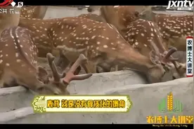 鹿茸是名贵药材 能补益精血强筋健骨 具有较高的经济价值视频封面