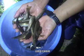 生活在深山溪流中的鱼！没有鱼鳞！叶子晚上去抓了好多！视频封面