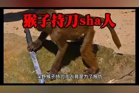 猴子持刀杀人你敢相信吗视频封面