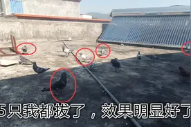 5只鸽子得病奄奄一息，小伙不喂药只拔毛，3天后效果就很明显了！视频封面