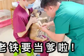 红色法斗当爸爸啦！剖腹产之后，五只小崽子成功来到了这个世上视频封面