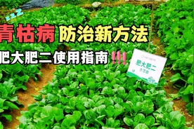 作物“青枯病”防治新方法，解锁肥大肥二使用指南！
