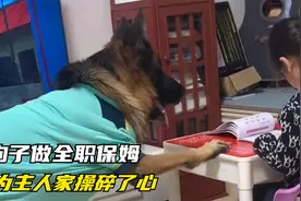 这条狗，每天准时接娃放学，监督写作业，为主人家操碎了心视频封面