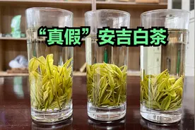 茶叶就是外行看热闹，内行看门道，深入解说“安吉白茶”视频封面