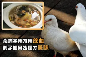 为何杀鸽子不能放血，要用水淹？老话说“一鸽胜九鸡”是真的吗？视频封面