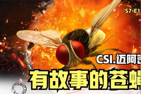 傍大款图谋上位有风险，一群苍蝇揭开奇冤大案《CSI.迈阿密》视频封面