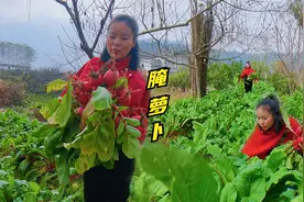 湘西本地露天红萝卜，摘点做酸萝卜尝尝鲜，老坛子腌制酸甜脆口！视频封面