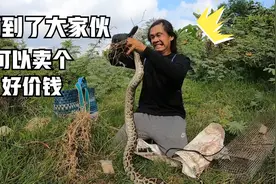 捕蛇|今天地笼里捕捉到了毒物视频封面