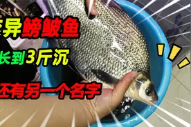 55块钱买了3斤重的变异大鳑鲏鱼，长得可爱至极，其实大有来头视频封面