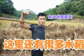 山里的农田无法机械化，只能全程人工来收割，做农民就是这么辛苦视频封面