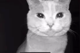 主人出差对着摄像头呼唤 猫咪眼泪汪汪求贴贴视频封面