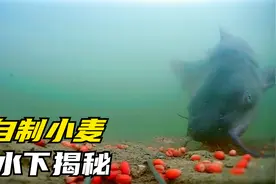 小麦钓鱼真的有那么厉害？水下测试揭露真相，结果竟然完全不一样视频封面
