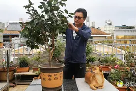 为了茶花开花大而艳不得不梳掉那么多的花蕾！有必要吗？视频封面