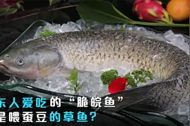 广东人爱吃的“脆皖鱼”，到底怎么养出来的？真是喂蚕豆的草鱼？视频封面