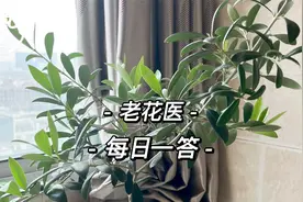 栀子花洗根换土枯萎还有救吗？月季叶子变黄掉落怎么了？每日一答视频封面