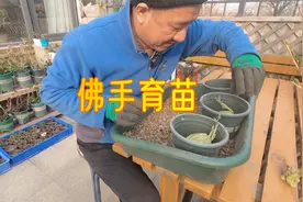 丈人给了俺3棵佛手瓜种子，分享放到花盆里育苗的方法视频封面