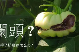 番茄烂头是怎么回事？如何防治番茄脐腐病视频封面