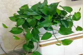 原来大蒜是绿萝最好的肥料，教你用大蒜养绿萝，绿萝蹭蹭长爆盆视频封面