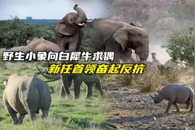 野生小象向白犀牛求偶，犀牛群苦不堪言，新任首领奋起反抗视频封面