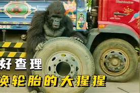 这只大猩猩成精了！不但会修轮胎，还会骑自行车，爆笑喜剧视频封面