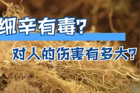 细辛对人有伤害吗？药店开的方子能吃吗？@头条健康@中国医药报视频封面