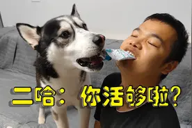对狗狗护食的二哈会对主人护食吗？二哈：你在生死的边缘疯狂试探视频封面