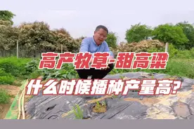 既能做青饲，又能做青贮的甜高粱，是如何种植的？什么时候播种？