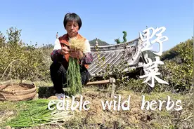 春季食百草，阿嬷摘4种野菜做美味，嫩绿清香酸辣下饭#春分吃什么视频封面