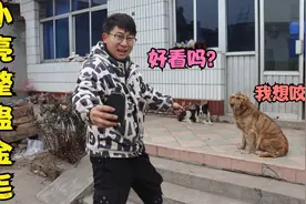 小亮趁金毛睡觉，把它身上画成了老虎的样子，这样的金毛好看吗？视频封面