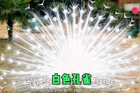 大叔养了一只白色孔雀，就像自己的孩子一样视频封面