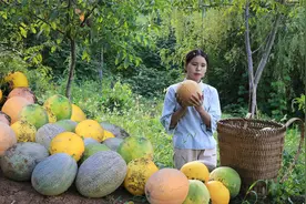 春天种下的哈密瓜籽，如今变成了一个个硕大的哈密瓜视频封面