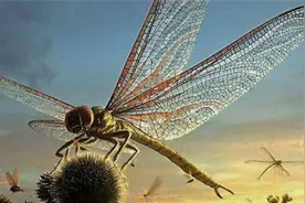 史前动物有多大？蜻蜓1.2米蜈蚣3米，双腔易碎龙达58米视频封面