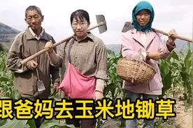 跟爸妈去玉米地锄草，还跟小时候一样呵护女儿，想帮爸妈多干点活视频封面