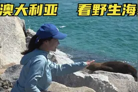 在澳大利亚自驾游，竟然海边能看到野生海豹，这生态环境真没的说