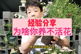 为啥你养不活花？视频封面