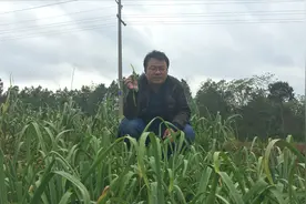 市场上大部分蒜苔其实是不健康的，为什么？听听农村大哥说的对不视频封面