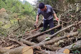 怎么种植香菇，其实很简单就几个步骤，多看几遍就会了视频封面