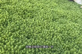 不会养花的花友看过来，这种绿植超级好养见土救活，而且还很漂亮视频封面