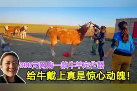 草原牧民花300元网购牛羊定位器！戴的过程惊心动魄，牛都吓尿了
