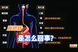 我们肚子里面的小肠居然有半个篮球场那么大7.2.13食物的吸收视频封面