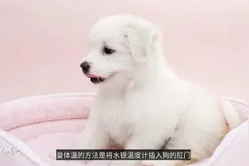 正常的小狗温度：如何知道我的小狗发烧了？视频封面