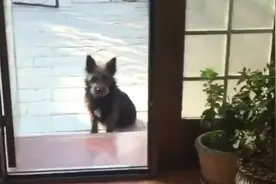 令人感动！天津一好心人照顾产子母狗，狗爸随后举动暖心满满视频封面