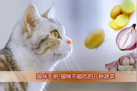 猫咪手册-猫咪不能吃的几种蔬菜