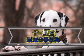 十二星座适合养什么狗狗？来看看你的本命狗是什么吧视频封面