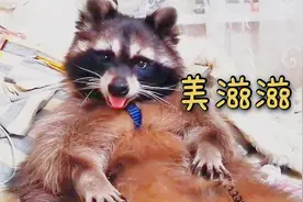 战斗民族主人如何哄小浣熊洗澡？小浣熊洗干净后笑得很开心视频封面