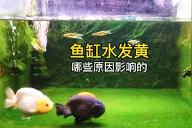 鱼缸水发黄都是那些因素造成的？养鱼黄水都相对应的要怎么处理？视频封面