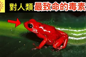世界上对人类最致命的毒素！视频封面