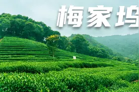 杭州梅家坞视频封面
