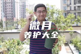 园艺师教你养微型月季，这可能是关于微型月季，最全面的教程了